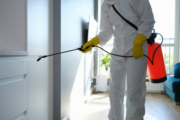 Best Toxic Mold Removal  in Nocona, TX
