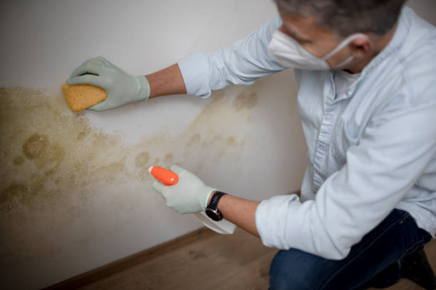 Certified Mold Removal in Nocona, TX