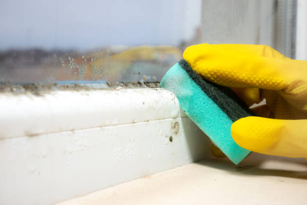 Mold Testing and Removal in Nocona, TX