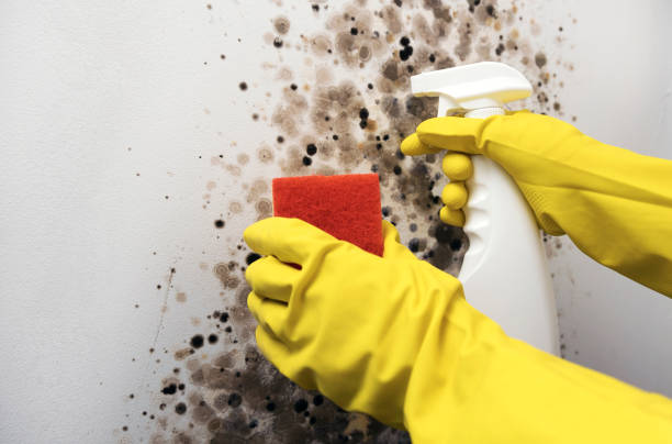 Best Certified Mold Removal  in Nocona, TX