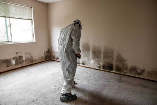 Best Mold Testing and Removal  in Nocona, TX