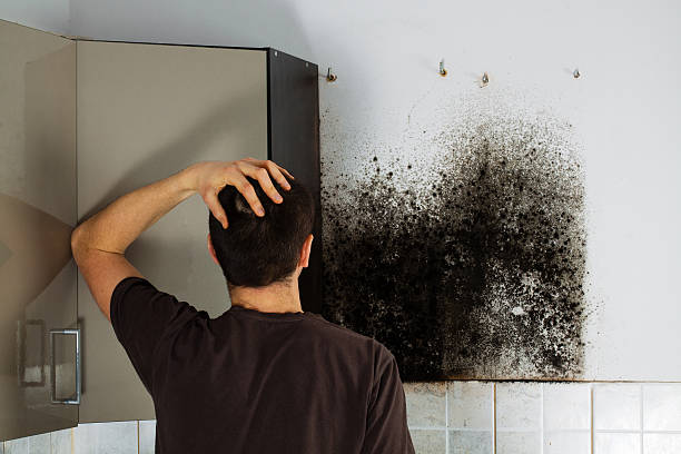 Best Emergency Mold Removal  in Nocona, TX