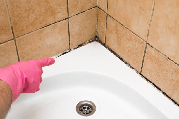 Office Mold Removal Services in Nocona, TX