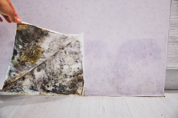 Water Damage Restoration in Nocona, TX